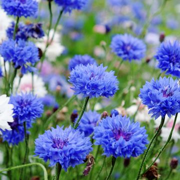 Kornblume Blue Boy (Samen Bio) - Centaurea cyanus