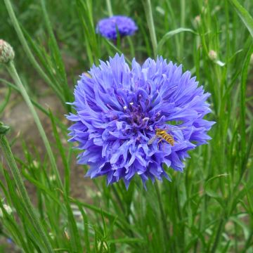 Kornblume Blue Boy (Samen) - Centaurea cyanus