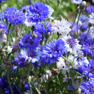 Kornblume Classic Fantastic (Samen) - Centaurea cyanus