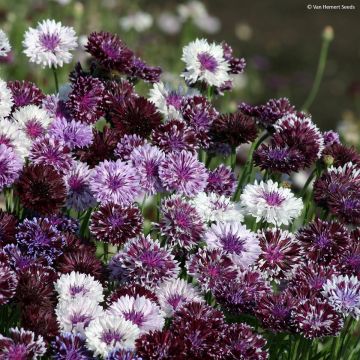 Kornblume Classic Magic (Samen) - Centaurea cyanus