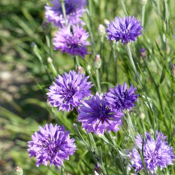 Kornblume Lady Mauve (Samen) - Centaurea cyanus