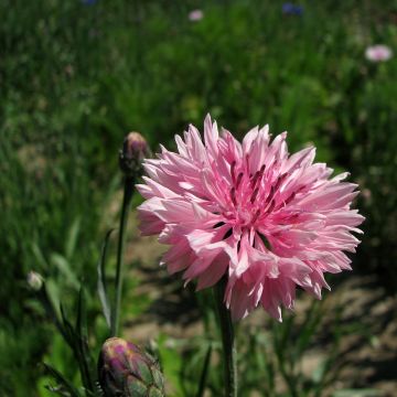 Kornblume Pinkie (Samen) - Centaurea cyanus