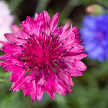 Kornblume Red Boy (Samen) - Centaurea cyanus