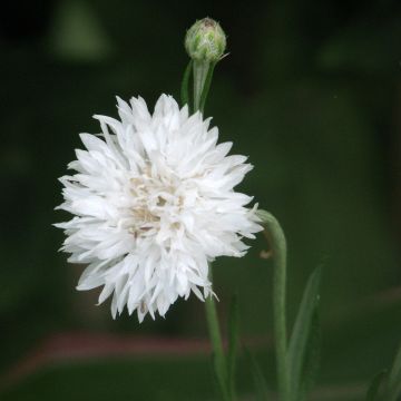 Kornblume Snowman (Samen) - Centaurea cyanus