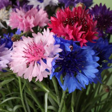 Graines de Centaurée bleuet double en mélange - Centaurea cyanus