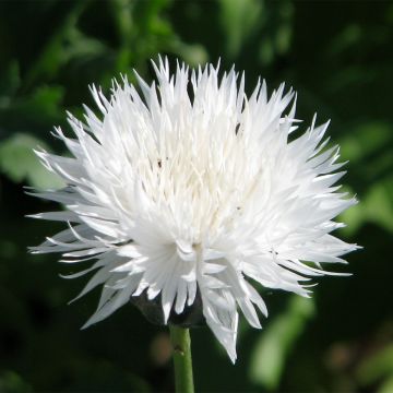 Centaurea moschata The Bride (Samen) - Duftende Bisamblume