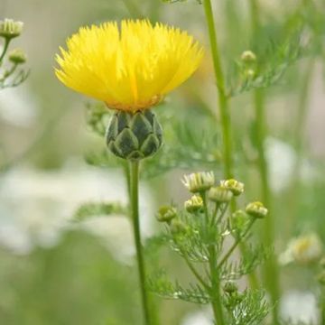 Centaurea suaveolens Yellow (Samen) - Kornblume