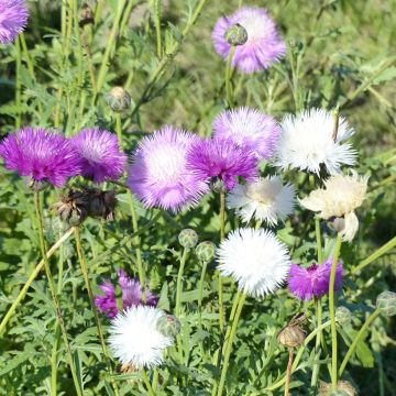 Centaurea moschata Mix (Samen) - Duftende Bisamblumee