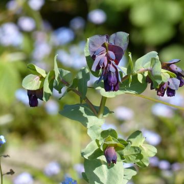 Cerinthe major Purpurescens Kiwi Blue (Samen) - Große Wachsblume