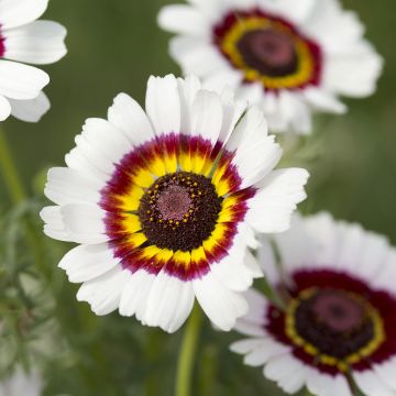 Chrysanthemum carinatum Cockade (Samen) - Wucherblume