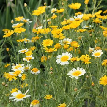 Goldblume Single Mix BIO - Chrysanthemum coronarium