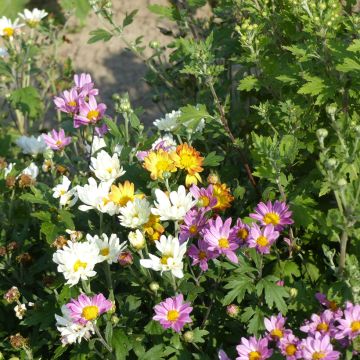 Chrysanthemum Fanfare Improved F1 (Samen) - Herbst-Chrysantheme