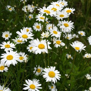 Chrysanthemum vulgare (Samen) - Rainfarn