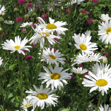 Chrysanthemum paludosum Snow Daisy (Samen) - Zwergchrysantheme