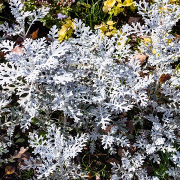 Senecio cineraria Silver Dust (Samen) - Kreuzkraut