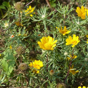 Cladanthus arabicus Golden Crown (Samen) - Astblume