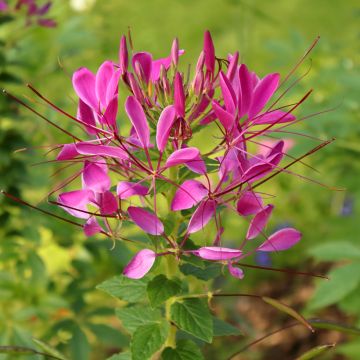 Spinnenpflanze Cherry Queen (Samen) - Cleome