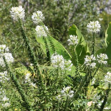 Spinnenpflanze Helen Campbell (Samen) - Cleome