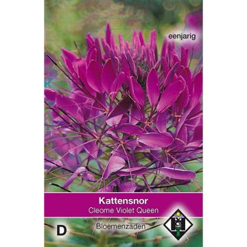 Spinnenpflanze Violet Queen (Samen) - Cleome