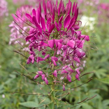 Spinnenpflanze Violet Queen (Samen) - Cleome