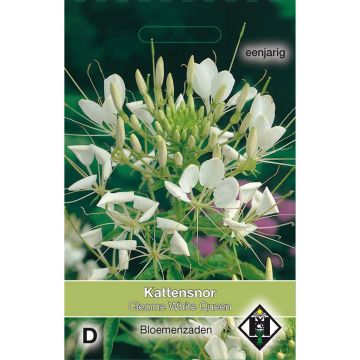 Spinnenpflanze White Queen (Samen) - Cleome