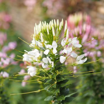 Spinnenpflanze White Queen (Samen) - Cleome