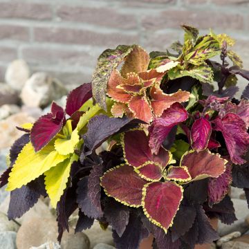 Coleus Pinto Mix (Samen) - Buntnessel