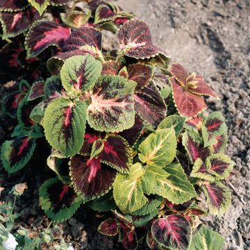 Coleus blumei Rainbow (Samen) - Buntnessel