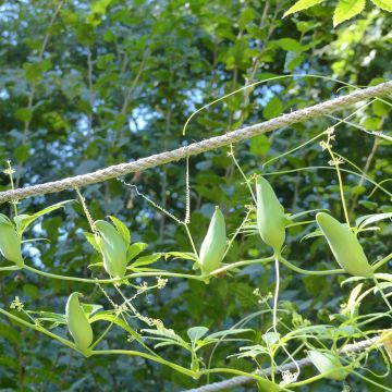 Springgurke Caigua (Samen) - Cyclanthera pedata