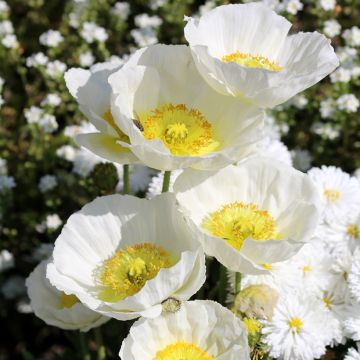 Klatsch-Mohn Bridal Silk (Samen) - Papaver rhoeas