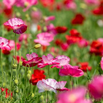 Klatsch-Mohn Shirley Mix (Samen) - Papaver rhoeas