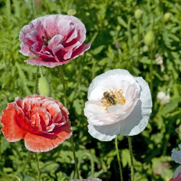 Klatsch-Mohn Dawn Chorus Mix (Samen) - Papaver rhoeas