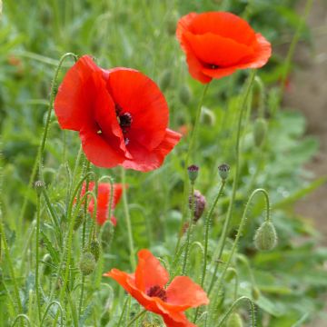 Klatsch-Mohn (Bio-Samen) - Papaver rhoeas