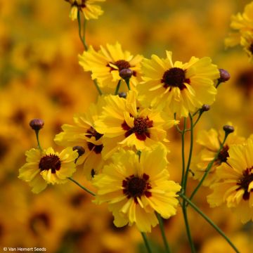 Färber-Mädchenauge Golden Roulette (Samen) - Coreopsis tinctoria