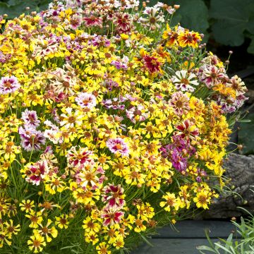 Mädchenauge Incredible ! Sea Shells Mix (Samen) - Coreopsis