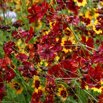 Färber-Mädchenauge Roulette (Samen) - Coreopsis tinctoria