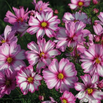 Schmuckkörbchen Capriola (Samen) - Cosmos