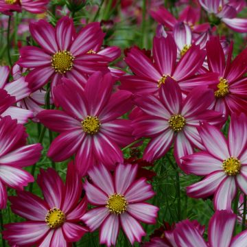 Graines de Cosmos Cosimo Red White - Cosmos bipinnatus