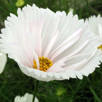 Schmuckkörbchen Cupcakes White (Samen) - Cosmos