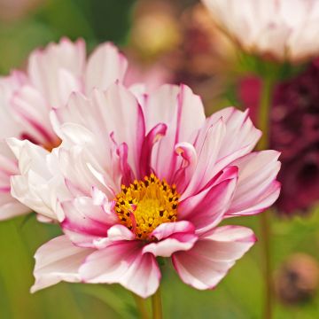 Schmuckkörbchen Double Click Bicolor Pink (Samen) - Cosmos