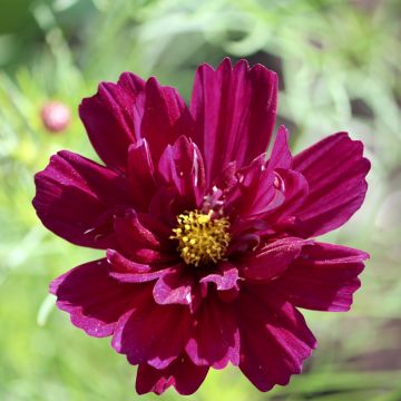 Schmuckkörbchen Fandango (Samen) - Cosmos bipinnatus