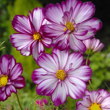 Schmuckkörbchen Fizzy Pink (Samen) - Cosmos