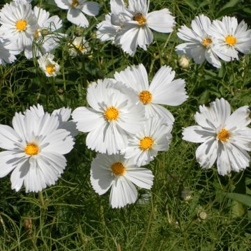 Schmuckkörbchen Psyché White (Samen) - Cosmos