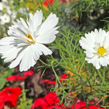 Schmuckkörbchen Psyché White (Samen) - Cosmos