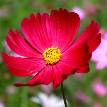 Schmuckkörbchen Sensation Dazzler (Samen) - Cosmos