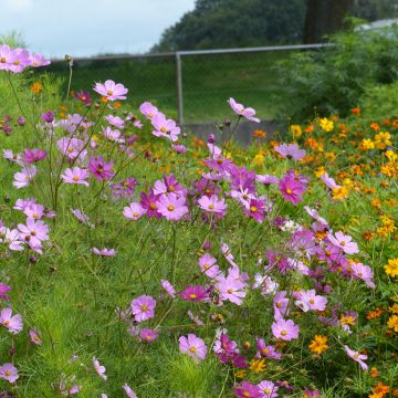 Schmuckkörbchen Sensation Mix (Samen) - Cosmos x bipinnatus