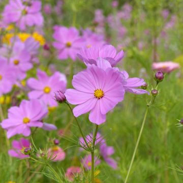 Schmuckkörbchen Sensation Pinkie (Samen) - Cosmos x bipinnatus