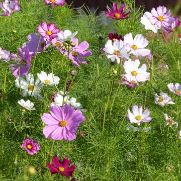 Schmuckkörbchen Sensation (Samen) - Cosmos