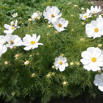 Schmuckkörbchen Sonata White (Samen) - Cosmos