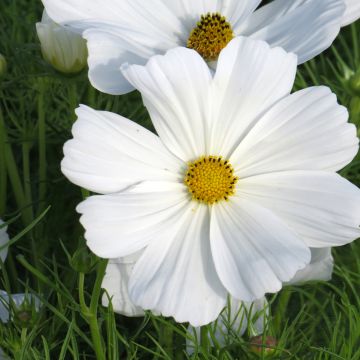 Schmuckkörbchen Sonata White (Samen) - Cosmos